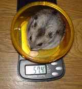 あまり、先週と変わらず