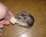 乾燥りんごチップをもらっています