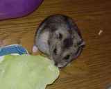 キャベツにかじりついています