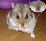 鼻に傷があります