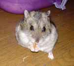 おいしそうにミルワームを食べてるの画です。