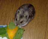 小松菜＆かぼちゃを食べております。