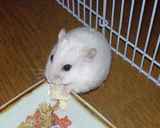 アイも豆腐食べてます