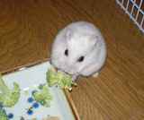 ブロッコリーに食いついているアイ