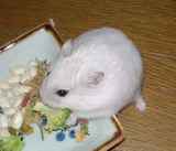 今日も、ブロッコリーに齧り付き