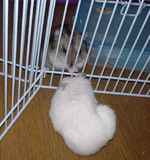 なぜか、カイカイを始めるアイ