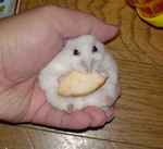 乾燥りんごチップに食いつくアイ