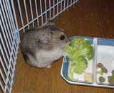 ブロッコリーに食いついています