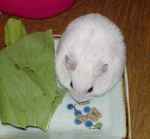 青梗菜は後回しで、ハムセレをひろっています