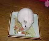 エサにありつくアイ