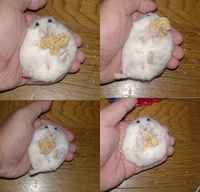 粟の穂、腹出し4連発です