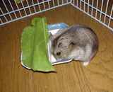 蕎麦の実を詰め込むユウキ