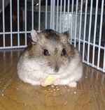 凍り豆腐食べてるけど、カメラ目線