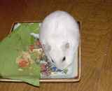 エサ皿をあさっています。