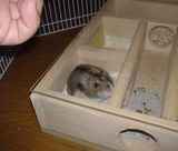 巣箱からこちらをみているユウキ