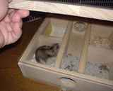 さすがに、蓋をあけられて気になる様子