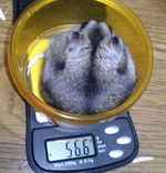 少し、体重落ちました。