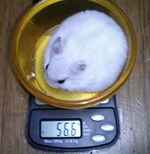 アイも体重減りました。