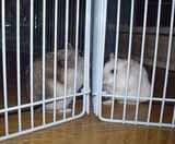 サークル越しに会っています。