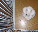 こんな格好で毛づくろいのアイ