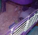 ユウキのケージに迷いこんだアイ