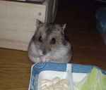 コメコメポップを食べています