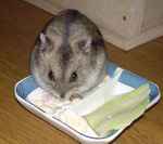 豆腐を食べてるんです