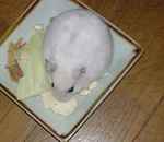 アイも豆腐を食べております