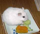 ブロッコリーにかじりつくアイ