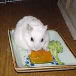 かぼちゃをがっしり掴んで食べています。