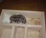 おっくうそうに、延びをしています。