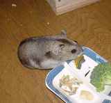 延びながらかぼちゃをたべるユウキ