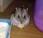 高野豆腐を食べています