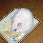 アイにも高野豆腐をあげました