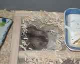 巣箱の中で休んでました。