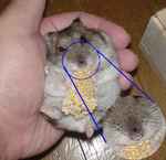 鼻の頭に傷があります