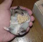 粟の穂うまうま