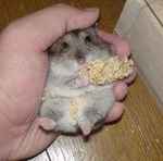 粟の穂をずらして、カメラ目線