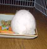 お尻の毛が抜けています