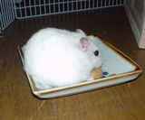 かじりんぼーを齧っています