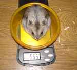 先週とほぼ変わらず。