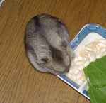 コメコメポップを拾い集めています。