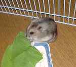 青梗菜に齧りついています。