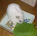 青梗菜にかじりつくアイ