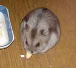 高野豆腐を齧っています