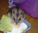 ハム用チーズをうまそうに食べています