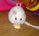 アイもチーズ食べています。