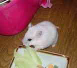 キャベツにもかじりついています。