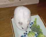 蕎麦の実を吸い込んでいます