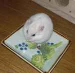 ブロッコリーにかじりついています